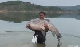 青鱼视频在线观看国产