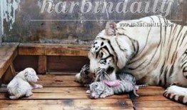 国产白虎一区,探寻东方武侠的传奇魅力