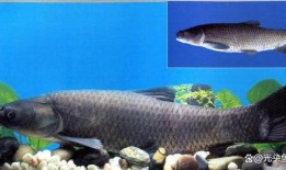 青鱼视频在线观看国产