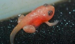 蝌蚪国产,揭开神秘国度的神秘面纱