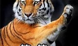 国产白虎一区,探寻东方武侠的传奇魅力